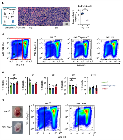 Macrophage PAR2 signaling in erythroblast maturation. (A) Fetal livers were collected from PAR2flfl-LysMcre+/− and PAR2flfl control embryos at E15.5. Representative H&E staining and quantification of erythroid cell area with ImageJ are shown. Scale bar, 50 µm. (B) Flow cytometry analysis of erythrocyte differentiation in E15.5 livers from the indicated mouse strains. A representative plot of CD71/Ter119 staining is shown along with the gates used in the quantification shown in panel C. Gates were quantified for the indicated number of analyzed embryos. (D) Appearance and flow cytometry analysis of erythrocyte development in E15.5 fetal liver of a WT embryo and a PAR2 R38E embryo with pale phenotype. *P < .05, ***P < .001, ANOVA with Tukey’s multiple-comparisons test.