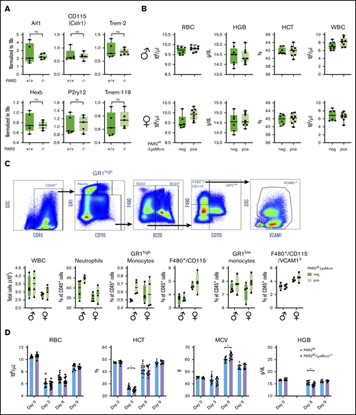 Macrophage PAR2 is dispensable for steady-state postnatal erythropoiesis. (A) Brains were collected from adult WT and PAR2−/− mice, and mRNA gene expression was analyzed for myeloid populations in brain (Aif1, Csfr1, Trem2) or for more specific microglia markers (Hexb, P2ry12, Tmem-119). (B) Peripheral blood from 11- to 12-week-old adult male and female PAR2flfl-LysMcre mice and PAR2flfl littermate control mice was collected for differential blood counting. (C) Representative fluorescence-activated cell sorting plots, gating strategy following gating on single cells, and quantification of different WBC populations in the bone marrow from 8- to 10-week-old adult male and female PAR2flfl-LysMcre mice and PAR2flfl littermate control mice. Most macrophages in the bone marrow are F480+/CD115−/VCAM1+. Using 2-way ANOVA, there was no significant differences between genotypes. (D) RBC counts, hematocrit (HCT), mean corpuscular volume (MCV), and hemoglobin levels (HGB) in male and female PAR2flfl-LysMcre mice and PAR2flfl littermate control mice challenged at days 0 and 1 with phenylhydrazine (50 mg/kg body weight). HGB levels were not analyzed at day 3 because of interference with the injected phenylhydrazine. *P < .05, unpaired Student t test.