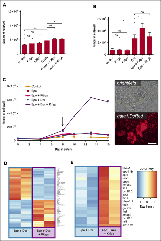 The effect of zebrafish Kitlga and Kitlgb on self-renewal and proliferation of hematopoietic cells ex vivo. Quantification of the number of whole-kidney marrow cells after treatment with phosphate-buffered saline (control) or specific cytokine combinations for 3 days (A) and 7 days (B). (C) Growth curve for ex vivo culture of whole-kidney marrow cells with different cytokine combinations. Biological duplicates for every condition and time point are shown. Representative photomicrographs (right panel) of whole-kidney marrow cells isolated from transgenic gata1:DsRed fish treated with Epo, Dex, and Kitlga and cultivated for 8 days (see arrow). Images were acquired using an Olympus IX70 inverted microscope equipped with an Olympus DP72 camera. Scale bar, 100 μm. Expression heat map of Epo + Dex–treated and Epo + Dex + Kitlga–treated cells showing the top predicted differentially expressed genes (D) and representative markers of erythroid differentiation (E). *P ≤ .05, ***P ≤ .001, standard 1-way analysis of variance. n.s., not significant (P > .05).