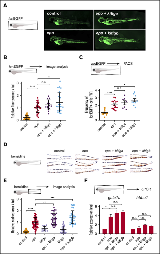 In vivo effects of kitlga and kitlgb at 72 hpf. (A) Representative photomicrographs of lcr:EGFP-transgenic reporter larvae at 72 hpf after injection of corresponding mRNAs. Control represents uninjected larvae. Images were acquired using a Zeiss Axio Zoom.V16 with Zeiss Axiocam 506 mono microscope camera and ZEN (blue edition) software. (B) Quantification of lcr:EGFP+ cells in embryonic tails from fish in panel A. Values were plotted relative to the mean of epo (relative expression level 1). (C) FACS analysis of lcr:EGFP+ cells in whole embryos. (D) Representative photomicrographs of benzidine-stained embryonic tails at 72 hpf after injection of corresponding mRNAs. Control represents uninjected embryos. Note the increase in pigmentation in the dorsal part of kitlga-injected embryos. Z-stacks were acquired using a Zeiss Axio Zoom.V16 with aa Zeiss Axiocam 105 color camera (total magnification ×125). Images were processed using the Extended Depth of Focus module in ZEN (blue edition) software. (E) Quantification of the benzidine-stained embryonic tails in (D). Values were plotted relative to the mean of epo (relative expression level 1). (F) qPCR expression analysis of gata1a and hbbe1 from whole injected embryos at 72 hpf. Data were normalized using mob4 as the housekeeping gene and plotted relative to the mean of uninjected control (relative expression level 1). Bars represent a mean of 3 triplicates with standard deviation. *P ≤ .05, **P ≤ .01, ***P ≤ .001, ****P ≤ .0001, standard 1-way analysis of variance. n.s., not significant (P > .05).