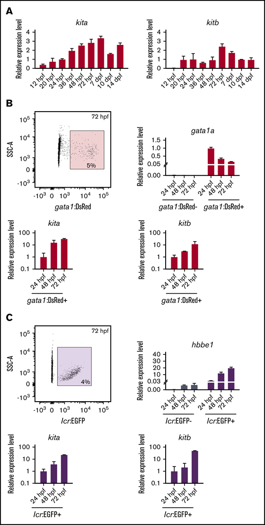 Expression of kit receptors in the zebrafish embryonic development. (A) qPCR expression analysis of kita (left panel) and kitb (right panel) at different developmental stages. Data were normalized using ef1a as the housekeeping gene and relative to the mean of 24-hpf sample (relative expression level 1). (B) Sorting strategy used for FACS isolation of gata1:DsRed+ cells (upper left panel) from transgenic zebrafish at 24 hpf. qPCR expression analysis of gata1 (upper right panel), kita (lower left panel), and kitb (lower right panel) in gata1:DsRed− and gata1:DsRed+ cells. Data were normalized using ef1a as the housekeeping gene and relative to the mean of gata1:DsRed+ 24-hpf sample (relative expression level 1). (C) Sorting strategy used for FACS isolation of lcr:EGFP+ cells (upper left panel) from transgenic zebrafish at 24 hpf. qPCR expression analysis of gata1 (upper right panel), kita (lower left panel), and kitb (lower right panel) in lcr:EGFP− and lcr:EGFP+ cells. Data were normalized using ef1a as the housekeeping gene and relative to the mean of lcr:EGFP+ 24-hpf sample (relative expression level 1).