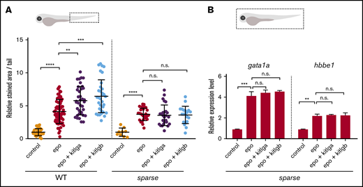 The effect of kitlga and kitlgb in sparse mutants. (A) Quantification of benzidine staining in the tail region (dashed box) of control (uninjected) embryos or WT or kita-mutant embryos (sparse) injected with epo mRNA, alone or in combination with kitlga or kitlgb mRNA. Values are plotted relative to the mean of epo (=1). (B) Expression of gata1a and hbbe1 from whole (dashed box) injected kita-mutant embryos (sparse) at 72 hpf, as measured by qPCR. Data were normalized using mob4 as the housekeeping gene and plotted relative to the mean of control sample (relative expression level 1). Bars represent the mean of 3 triplicates with standard deviation. **P ≤ .01, ***P ≤ .001, ****P ≤ .0001, standard 1-way analysis of variance. n.s., not significant (P > .05).