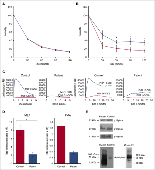 Bactericidal activity of control and patient neutrophils, generation of superoxide anion, and western blot of oxidase proteins. (A) Neutrophil-mediated killing of S aureus in the presence of normal human serum at a bacteria/neutrophil ratio of 1:1. Control (red) and patient (blue) results, plotted as viability at the sampling time points, are the average results of 2 experiments and cell isolations. (B) Bactericidal activity for control (red) and patient (blue) neutrophils at bacteria/neutrophil ratios >1:1 plotted as viability at the sampling time points. Error bars represent mean ± SEM of results in 3 experiments completed on separate cell isolations. *P < .05, by 2-tailed paired Student t test; #P < .05, by 1-tailed paired Student t test. (C) Representative superoxide anion generation assays for control and patient neutrophils in response to fMLF (left 2 panels) and PMA (right 2 panels), as described in “Methods”; assay results with addition of SOD are included. Luminescence as relative light units (RLU) is plotted over time. Patient neutrophils exhibit a marked decrease compared with control. (D) Superoxide anion generation in response to fMLF and PMA was measured as SOD-inhibitable luminescence, as described in “Methods.” Total luminescence for the assay is plotted for PMA and fMLF for control and patient. Bars and brackets represent mean ± SEM of results in 3 experiments performed on 3 separate occasions on independently isolated neutrophils. *P < .05 and **P < .005, by 2-tailed Student t test. (E) Western blots for p22phox, p67phox, p47phox, and gp91phox in patient and control neutrophils. The blots are representative of results obtained using neutrophils from 2 independent isolations. A second western blot (control 2) is shown for comparison purposes. Molecular weight markers are on the left of the blot, with phox protein designations on the right or in the middle.