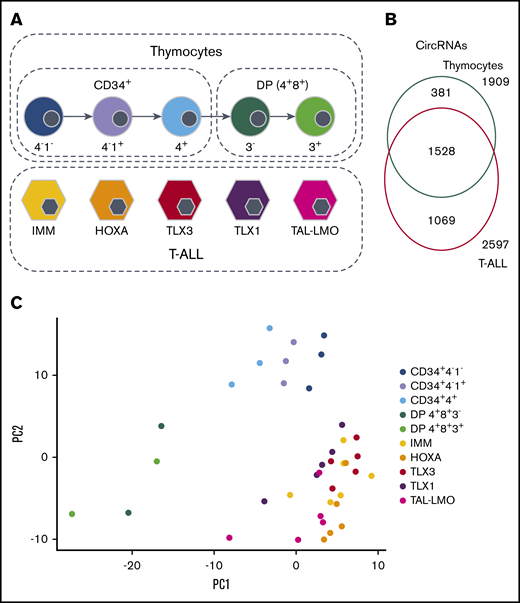 CircRNAs expression in 5 cytogenetic subtypes of T-ALL and normal thymocyte populations. (A) Study design and sample types. (B) Overlap of the 3447 circRNAs expressed in thymocytes and in T-ALL. (C) Samples displayed according to the 2 first principal components computed on the circRNA normalized expression.