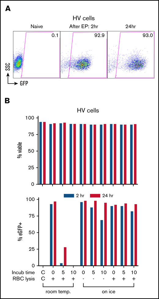 Transfection of leukapheresis cells by EP with mRNA. (A) EP transfection of the HV granulocyte-rich apheresis product with eGFP mRNA. Shown are dot plot graphs of FACS analysis of eGFP expression in naive cells and at 2 and 24 hours after transfection. Percentage of eGFP+ is indicated in the gated areas. (B) Optimization of transfection conditions assessing time (minutes) and temperature (temp.; room temp vs water ice) of incubation with eGFP mRNA before EP, and the effect of a red cell lysis step (+) before EP on the viability (top panel) and transfection efficiency (bottom panel) at 2 hours (blue) and 24 hours (red) after EP. The leftmost bars in graphs show the non-EP control (C/C). Incub, incubation; RBC, red blood cell; SSC, side scatter.
