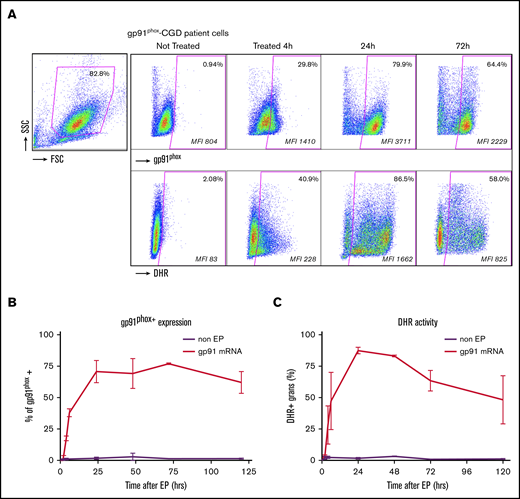 gp91 transfection with gp91phoxmRNA to correct X-CGD granulocytes. Correction of X-CGD gp91phox-deficient patient cells with gp91phox mRNA. (A) Representative FACS dot plot analyses of granulocyte-rich apheresis product at 4 hours and 24 hours after EP treatment of gp91phox -deficient X-CGD patient 5 × 108 cells per milliliter with 400 µg of mRNA per milliliter in EP mix (treated) or no-EP (not treated) control. The panels are arranged in the same order and correspond to the same analyses as described in the figure legend for Figure 2C and show expression of gp91phox protein and the PMA-stimulated NADPH oxidase activity (as increase in DHR fluorescence). (B) The kinetics of gp91phox protein expression shown as percentage of gp91phox+ cells over 120 hours in culture post-EP with 5 × 108 cells per milliliter with 400 µg/mL gp91phox mRNA (n = 3 ± SD; control = non-EP). (C) The kinetics of NADPH oxidase activity shown as percentage of DHR+ cells over 120 hours in culture post-EP for the same preparations as in panel B (n = 3 ± SD; control = non-EP).