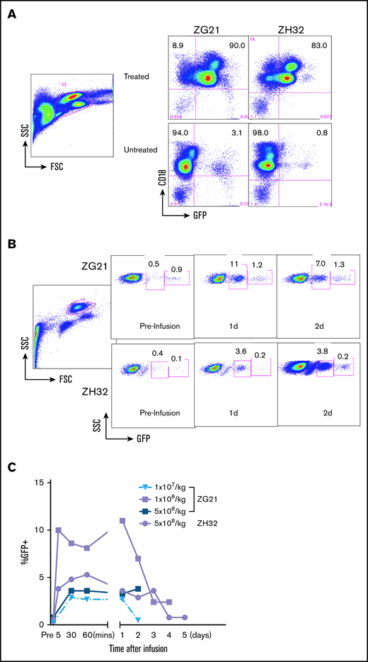 Preclinical dose-escalation studies in NHPs. Studies in NHPs (rhesus macaque) injected with transfected autologous apheresis cells. (A) FACS analysis of GFP expression in apheresis products from ZG21 or ZH32 “treated” with GFP mRNA transfection or “untreated.” Side scatter (SSC) by forward scatter (FSC) panel indicates gating for panels to the right. Right panels measure GFP expression in the CD18+ granulocyte/monocyte populations (percentage of cells indicated). Baseline GFP-bright clusters are evident in “untreated” panels. (B) FACS analysis of GFP expression in PB from ZG21 or ZH32 “preinfusion” at 1 or 2 days postinfusion of 1 × 108 transfected apheresis cells. SSC by FSC dot plot indicates gating enriched for granulocyte/monocyte population. Two boxed areas in each panel indicate baseline bright GFP+ cluster (right box) and less bright GFP+ cluster (left box) measuring GFP expression from GFP mRNA transfection. (C) FACS analysis over time after infusion of the less bright GFP cluster (left box value per panel B) in PB from ZG21 (red lines) or ZH32 (blue line) at 5 and 10 minutes, 1 hour, and daily as indicated after infusion of indicated number of autologous transfected apheresis cells.
