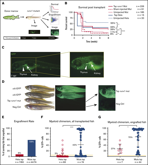 runx1 mutants show robust engraftment after HCT. (A) Experimental schema for hematopoietic cell transplantation (HCT): donor marrow cells from ubi:GFP transgenic adult zebrafish were harvested and transplanted into runx1-mutant embryos at 2 dpf. Survival was assessed for 2 months posttransplant until the time of engraftment analysis. Fluorescent imaging of transplanted fish was also performed to qualitatively assess engraftment. (B) Kaplan-Meier curves showing survival of transplanted runx1 mutants (Txp runx1 mut) in comparison with sham-injected or uninjected mutants as well as transplanted heterozygotes (Txp hets) and uninjected heterozygotes. Survival analysis was performed until 2 months posttransplant. Statistical analysis performed with log-rank (Mantel-Cox) test. (C) Images of transplanted runx1-mutant larvae 5 days posttransplant (7 dpf); the inset highlights the seeding of the developing thymus (arrowhead) and kidney (arrow) with donor-derived GFP+ cells. (D) Bright field (left) and fluorescent (center and right) images of adult zebrafish showing levels of GFP positivity in ubi:GFP donors (top), a transplanted runx1 mutant (middle), and a negative untransplanted wild-type control (Neg Ctrl, bottom). Center images are at 0.63× magnification and lower camera exposure; right images are at 2× magnification and longer exposure times. Note that donor GFP+ cells are detectable in transplanted runx1 mutant adults via fluorescent microscopy with lower GFP intensity compared with ubi:GFP donors because only the blood cells are fluorescent. (E) Donor engraftment rate at 8 weeks posttransplant in the surviving runx1 mutants (Muts txp) compared with heterozygotes (Hets txp). Engraftment was defined as myeloid chimerism ≥5%. Mutants display a higher engraftment rate of 59% compared with 8% in heterozygotes. The result is significant (Fisher’s exact test P < .01). (F) Donor myeloid chimerism at 8 weeks posttransplant for all surviving transplanted fish. Each dot represents the chimerism level of individual transplanted fish. The yellow line indicates 5% chimerism, the cutoff defined as engraftment. Transplanted homozygous runx1 mutants have significantly higher chimerism values than heterozygotes, with a mean of 42% (± 44%) compared with 3% (± 9%), respectively. Statistical analysis was performed with Mann-Whitney U test. (G) Donor myeloid chimerism at 8 weeks posttransplant for all fish that reached the cutoff for engraftment. Each dot represents the chimerism level of individual transplanted fish. The yellow line indicates 5% chimerism, the cutoff defined as engraftment. Engrafted homozygous runx1 mutants have significantly higher chimerism values than engrafted heterozygotes, with a mean of 70% (± 36%) compared with 27% (± 17%), respectively. Error bars are standard deviation. Statistical analysis performed with Mann-Whitney U test. *P = .01-.05; **P = .001-.01; **** P < .0001.
