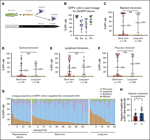 Engraftment in runx1 mutants is multilineage and persistent. (A) Experimental schema: donor marrow was harvested from ubi:GFP adult fish and transplanted into runx1-mutant embryos at 2 dpf. Multilineage engraftment was assessed at 2 months (short term) and 6 to 12 months (long term). (B) Dot plot demonstrating the percentages of myeloid (My), erythroid (Ery), lymphoid (Ly), and precursor (Pre) cells that are GFP+ in 15 different ubi:GFP donor marrows. The vast majority of myeloid cells are GFP+, but there is much more variable GFP expression in the other lineages. (C-F) Myeloid (C), erythroid (D), lymphoid (E), and precursor (F) chimerism values for individual transplanted runx1-mutant fish, as assessed by percent GFP+ cells within each lineage at 2 months (short term) or 6 to 12 months (long term) posttransplant. The yellow line indicates 5% chimerism cutoff for engraftment. Comparison between the 2 groups is not significant by Mann-Whitney U test for any of the 4 blood lineages. (G) Lineage distribution of donor-derived GFP+ cells in individual engrafted runx1-mutant fish at 2 months (short term) or 6 to 12 months (long term) posttransplant, as well as in representative ubi:GFP donors. (H) The percentage of GFP+ donor-derived cells from the myeloid lineage in transplanted recipients at short-term (ST) and long-term (LT) time points posttransplantation. Error bars are standard deviation. Statistical analysis was performed via Mann-Whitney U test. *P < .05. NS, not significant.