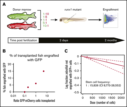 Competitive repopulation in runx1 mutants reveals a high stem cell frequency. (A) Experimental schema: adult ubi:GFP and ubi:mCherry donor marrow was harvested and transplanted at different ratios into runx1-mutant embryos at 2 dpf. Donor-derived GFP+ and mCherry+ chimerism was assessed 2 months posttransplant. (B) Percentage of transplanted runx1 mutants engrafted with GFP+ donor cells after transplantation with varying proportions of mixed GFP and mCherry cells. Engraftment was defined as ≥5% GFP+ myeloid cells. (C) Stem cell frequency was calculated by using the Extreme Limiting Dilution Analysis calculator.27 The tested subjects included all transplanted runx1-mutant larvae, and subjects with a response were fish that met the 5% myeloid chimerism threshold.