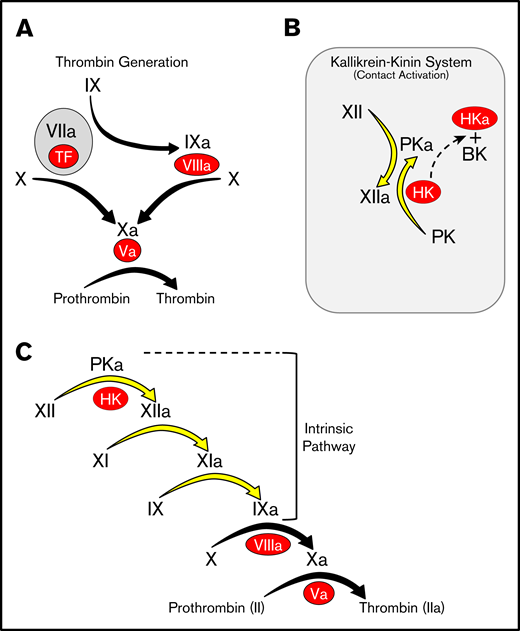 Models of thrombin generation. For all panels, plasma proteases are indicated in black lettering, with the activated forms indicated by a lower case “a.” Cofactors are indicated in red ovals. (A) Thrombin generation. Major protease activation reactions during thrombin generation are indicated by black arrows. Thrombin generation at a wound is typically initiated by a complex formed between the plasma protease factor VIIa and the cofactor TF. (B) The kallikrein-kinin system (KKS). On a surface (represented by the gray rectangle), factor XII (FXII), and PK undergo reciprocal activation to FXIIa and PKa. PKa cleaves HK, releasing BK. (C) The cascade-waterfall model of thrombin generation. In this model, the process is initiated by activation of FXII through the reactions shown in panel B. FXIIa then converts FXI to FXIa, which then activates FIX. The series of reactions indicated by the yellow arrows is referred to as the intrinsic pathway. Image adapted from Gailani and Gruber.12 BK, bradykinin; TF, tissue factor.
