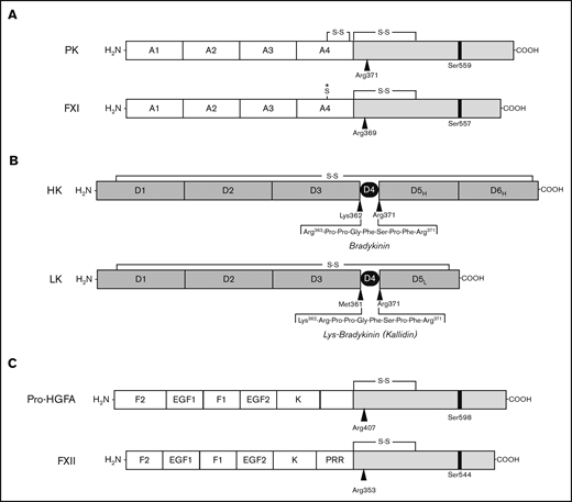 Proteins of the kallikrein-kinin system and factor XI. (A-B) Schematic diagrams of human protease precursors showing noncatalytic (white boxes) and catalytic (light gray boxes) domains. Positions of active site serine residues are indicated by black bars. Sites of proteolysis during activation are indicated by arrows. (A) Prekallikrein (PK) is a 93-kDa polypeptide that is cleaved after Arg371 to form plasma kallikrein (PKa). FXI is a homodimer of 80-kDa polypeptides. Each polypeptide is converted to FXIa by cleavage after Arg369. The noncatalytic portions of PK and FXI contain 4 apple domains, designated A1 to A4. The location of a Cys321-Cys326 intrachain disulfide bond in PK is indicated above A4. *The location of Cys321 in the A4 domain of FXI. In placental mammals and the opossum, Cys321 forms an interchain disulfide bond connecting the 2 subunits of the FXI dimer. (B) Human plasma kininogens come in high-molecular weight (HK) and low-molecular weight (LK) forms that are products of alternatively spliced messenger RNAs from the Kng1 gene. HK and LK have similar D1, D2, D3, and D4 domains, but different D5 domains (D5H and D5L, respectively). The D6 (D6H) domain is present only in HK and contains binding sites for PK and FXI. Cleavage sites for PKa in HK that release bradykinin are indicated by the black arrows. LK is cleaved at the sites indicated by black arrows by tissue kallikreins to release Lys-bradykinin (kallidin). (C) Pro-hepatocyte growth factor activator (pro-HGFA) is a 95-kDa polypeptide that is cleaved after Arg407 to form HGFA. FXII is an 80-kDa polypeptide that is converted to FXIIa by cleavage after Arg353. The Pro-HGFA and FXII noncatalytic domains are the fibronectin type 2 (F2), epidermal growth factor (EGF), fibronectin type 1 (F1), and kringle (K) domains. FXII also has a proline-rich region (PRR).