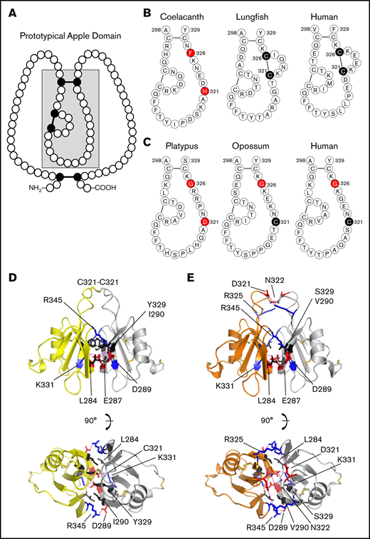 Prekallikrein and factor XI apple 4 domains. (A) Apple domain schematic. A typical apple (PAN) domain contains ∼90 amino acids (indicated by circles) and is constrained by 3 disulfide bonds (black circles and connecting bars). The region of the domain within the gray box is presented in detail in panels B and C. (B) PK-A4 residues 298 to 329. Amino acids from the PK-A4 domain highlighted by the gray box in panel A are shown for the coelacanth, West African lungfish, and human PK. Residues 321 and 326 are highlighted. In lungfish and human PK, these residues are cysteines that form a disulfide bond. In the coelacanth, they are histidine and phenylalanine. (C) FXI-A4 residues 298 to 329. Amino acids from the FXI-A4 domain highlighted by the gray box in panel A are shown for platypus, opossum, and human FXI. Residues 321 and 326 are highlighted. Residue 326 is glycine in all 3 species. In opossum and human FXI, residue 321 is a cysteine that forms the interchain disulfide bond connecting the subunits of the FXI dimer. (D) Topology diagrams of the human FXI dimer interface. Shown are 2 FXI-A4 domains (1 subunit is shown in yellow; the other in white) forming the FXI dimer interface. The Cys321-Cys321 interchain disulfide bond is shown at the top in orange. Hydrophobic residues Leu284, Ile290, and Tyr329 are shown in black, and salt bridges are formed between Lys331 (blue) and Glu287 (red) and Arg345 (blue) and Asp289 (red). The bottom image is rotated 90° relative to the top image. After Papagrigoriou et al.53 (E) Predicted FXI dimer interface for platypus FXI. Interactions are the same as those in panel D. The Cys321-Cys321 is not present in platypus FXI; instead, there is an additional salt bridge between Arg325 (blue) and Asp321 (red). The bottom image is rotated 90° relative to the top image.