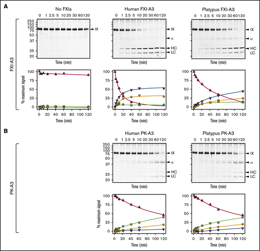 FXIa activation of FIX. (A) FIX activation by FXIa with FXI-A3 domains. Human FIX (200 nM) was incubated at 37°C with vehicle (no FXIa), 2 nM human FXIa-WT (human FXI-A3), or 2 nM human FXIa with a platypus FXI-A3 domain replacing the human A3 domain (FXIa/PlatXIA3, platypus FXI-A3). At various times, samples were removed into reducing sample buffer, size-fractionated by SDS-PAGE and stained with Coomassie blue (top row). Positions of standards for FIX, the heavy chain of the intermediate α-FIX (α), the heavy chain of the final product FIXaβ (HC), and light chain of α-FIX and FIXaβ (LC) are shown on the right of each image; positions of molecular mass markers in kilodaltons are shown to the left of the images. Stained gels underwent densitometry scanning to generate the curves in the bottom row. Values for each band were compared with those for FIX at 0 minutes, which was assigned a value of 100%. Curves show the disappearance of FIX (Δ), and the appearance of the heavy chain of the intermediate α-FIX (□), the heavy chain of FIXaβ (∇), and the light chain of α-FIX and FIXaβ (○). (B) FIX activation by FXIa with PK-A3 domains. Human FIX was incubated as in panel A with 2 nM human FXI with a human PK-A3 domain replacing the FXI A3 domain (FXIa-PKA3, human PK-A3) or human FXI with a platypus PK-A3 domain replacing the FXI A3 domain (FXIa/PlatPKA3, platypus PK-A3). Time course experiments were run and analyzed as in panel A.