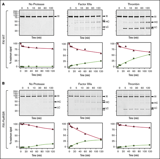 FXI activation. (A) FXI-WT activation. FXI-WT (200 nM) was incubated at 37°C with vehicle, or 40 nM FXIIa, or 140 nM thrombin in the presence of 4 μM polyphosphate. At various times, samples were removed into reducing sample buffer, size-fractionated by SDS-PAGE, and stained with Coomassie blue (top row). Positions of standards for FXI, and the heavy chain (HC) and light chain (LC) of FXIa are shown on the right of each image and positions of molecular mass markers in kilodaltons are shown to the left of the images. The white arrows indicate bands for FXIIa or thrombin that appear because of the high enzyme to substrate ratios in these reactions. Stained gels underwent densitometry scanning to generate the curves in the bottom row. Values for each band were compared with those for FXI at 0 minutes, which was assigned a value of 100%. Curves show the disappearance of FXI (Δ) and the appearance of the heavy chain of FXIa (□). (B) FXI-PlatRSR activation. FXI-PlatRSR was activated as in panel A with vehicle or with 40 nM FXIIa or 140 nM thrombin in the presence of 4 μM polyphosphate. Time course experiments were run and analyzed as in panel A.