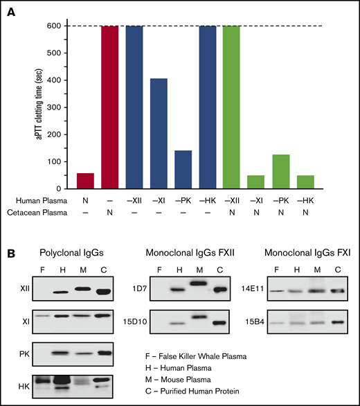 Analysis of cetacean plasma. (A) Activated partial thromboplastin time studies. White bars show average aPTTs of pooled normal human plasma and plasma from a cetacean (a false killer whale). Gray bars show average aPTTs for plasmas from human patients lacking FXII (−XII), FXI (−XI), PK (−PK), or HK (−HK). Black bars indicate average aPTTs for mixtures of equal volumes of human factor-deficient plasmas and false killer whale plasma. Note the normal clotting times for mixtures with human plasma lacking FXI and HK. Bars represent averages of 3 runs for each plasma. (B) Plasma western blots. One-microliter samples of plasma from a false killer whale (F), a human (H), and a mouse (M) were size fractionated by SDS-PAGE and transferred to nitrocellulose. Protein controls (C) for human FXII (XII), FXI (XI), PK, or HK were included. Blots were developed with polyclonal IgGs to each human protein (left column) or monoclonal antibodies raised against mouse FXII (1D7 and 15D10, center column) or mouse FXI (14E11 and 15B4, right column). Note the absence of signals for FXII or PK, and the presence of FXI and HK, in plasma from the false killer whale.