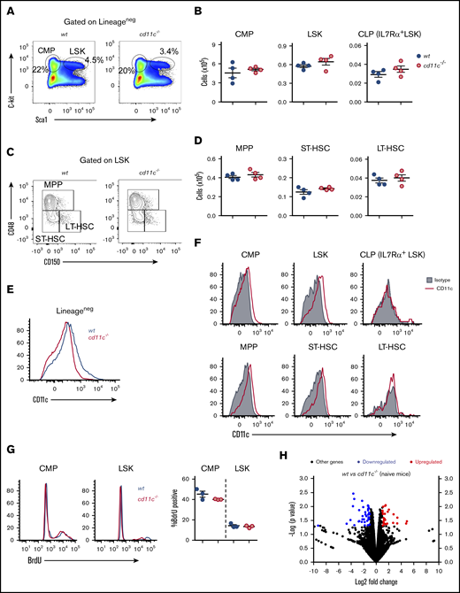 The expression of CD11c on HPSCs and its role. (A) Representative flow cytometry plot of LSKs and CMPs identified by costaining of c-kit and sca-1 in lineage-negative BM cells from naive WT and CD11c−/− mice. (B) Absolute numbers of LSKs, CMPs, and CLPs in 2 femurs of naive WT and CD11c−/− mice. (C) Representative flow cytometry plot profiling LT-HSC, ST-HSC, and MPP subpopulations in LSKs. (D) Absolute numbers of LT-HSCs, ST-HSCs, and MPPs in 2 femurs of WT and CD11c−/− mice. (E) CD11c expression on lineage-negative BM cells confirmed by using CD11c−/− mice. Shown was the representative histogram overlay analysis. BM cells from 3 WT or CD11c−/− mice were pooled and used in each experiment; at least 5 independent experiments were done with the same pattern. (F) CD11c expression on LSKs, CMPs, CLPs, LT-HSCs, ST-HSCs, and MPPs in WT mice. Representative histograms are shown. (G) BrdU incorporation assay. Left, Representative histogram overlay of BrdU staining. Right, Cumulative analysis of frequency of BrdU+ population in WT and CD11c−/− mice. (H) Volcano plot from RNA-sequencing analysis of LSK cells isolated from naive WT and CD11c−/− mice. Data were representative of 5 experiments (A-F) or 3 experiments (G-H) with the same pattern. Symbols indicate individual mice. Error bars indicate ± SEM. (B,D,G) Statistical significance was tested by the Student t test.