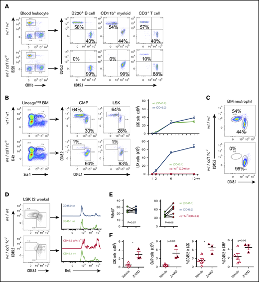 CD11c deficiency affects repopulation of HSPCs. (A-F) Mixed chimeric mouse study. Chimeric mice were made by transplanting the mixture of CD45.1 WT and CD45.2 WT BM cells or CD45.1 WT and CD45.2 CD11c−/− BM cells at the ratio of 1:1 into lethally irradiated recipient mice. (A) At 10 weeks post-BM transplantation, peripheral blood from recipient mice was collected and subjected to flow cytometry analysis. Shown are representatives of 5 mice in both groups. (B-C) At 12 weeks, BM cells from recipient mice were collected and subjected to flow cytometry analysis. (B) Left panel, Representative flow cytometry plots of lineage-negative cells, LSKs, and CMPs from different originations differentiated by congenic markers. Right panel, Cumulative absolute number of LSKs at various time points post-BM transplantation. (C) Representative flow cytometry plots of BM neutrophils from different originations differentiated by congenic markers at 12 weeks post-BM transplantation. Shown are representatives of 5 mice in both groups. (D-E) Proliferation measured by in vivo BrdU labeling. At 2 weeks post-BM transplantation, BrdU pulse injection was performed to examine the proliferation. (D) Representative flow cytometry plots. (E) The frequency of BrdU+ in LSKs in WT/WT chimera or in WT/ CD11c−/− chimera. Line indicates an individual chimeric mouse. (F) Z-VAD-fmk treatment of WT/ CD11c−/− chimera. Starting at 1 week after BM transplantation, chimeric mice were treated with either vehicle (5% DMSO in saline, IP) or Z-VAD (10 mg/kg, dissolved in 5% DMSO in saline, IP) daily for 4 days. Then, the mice were euthanized and BM LSKs and CMPs were counted and analyzed by flow cytometry. (Left 2 panels) Cell number. (Right panel) Ratio of CD11c−/− derived CD45.2 positive cells in LSK or CMP. (A-C) Representatives of 3 to 5 independent experiments with the same pattern. (D-F) Representatives of 2 independent experiments with the same pattern. Symbols indicate individual mice. Statistical significance was examined by the Student t test (E-F). *P < .05.