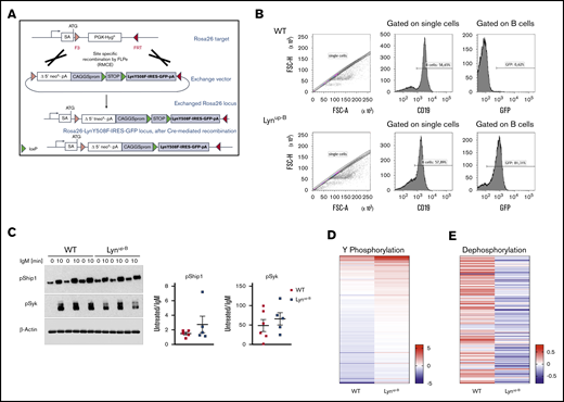 Constitutively active B-cell–specific Lyn enhances signaling upon BCR ligation in normal B cells. (A) Schematic overview of the targeting strategy to establish the LynY508F-IRES-GFP conditional transgene mice using recombinase-mediated cassette exchange (RMCE). (B) Flow cytometric analysis of GFP expression of CD19+ B cells in the spleen of WT and Lynup-B mice. (C) Western blot analysis of purified B cells isolated from spleens of WT and Lynup-B mice. Cells were kept untreated or stimulated with 20 mg/mL IgM for 10 minutes before lysis. The densitometry of the phospho-Syk and phospho-Ship1 bands was normalized to the densitometry of the corresponding β-actin bands. The graph shows the fold changes in densitometry of unstimulated to IgM-stimulated B cells from the same mouse (including samples shown in supplemental Figure 1D). (D) Tyrosine phosphorylation profile of purified B cells from WT (n = 3) and Lynup-B (n = 3) mice upon IgM stimulation. Kinases in B-cell lysates actively phosphorylated substrates on the PamChip. Tyrosine phosphorylation was detected by a FITC-conjugated PY20 antibody to quantify the phosphorylation signal. LFC values between untreated and IgM-stimulated samples were calculated. Each column of the heatmap represents the mean LFC of 3 mice per genotype. A red row indicates higher phosphorylation of the peptides upon IgM treatment, and a blue row implies a lower phosphorylation after IgM treatment. Supplemental Table 4 provides the LFC values for each phosphorylated peptide on the PamChip. (E) Dephosphorylation profile of purified B cells upon IgM stimulation in WT (n = 2) and Lynup-B (n = 2) mice. Phosphatases in the B-cell lysates dephosphorylated proprietary nitrophosphotyrosine residues on a chip. Unphosphorylated nitrotyrosine residues were detected by an anti-nitrotyrosine antibody. LFC values between untreated and IgM stimulated samples were calculated. Each column of the heatmap represents the mean LFC of 2 mice per genotype. A red row indicates higher dephosphorylation of the peptides after IgM treatment, and a blue row implies a lower dephosphorylation after IgM treatment. Supplemental Table 5 provides the LFC values for each dephosphorylated peptide on the phosphatase chip. FSC-A, forward scatter-area; FSC-H, forward scatter-height; SA, splice acceptor sequence.