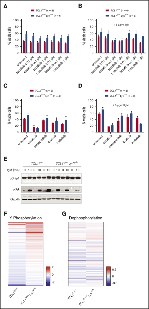 Lynup-Bslightly enhances ex vivo viability of murine CLL cells, but Lynup-B-induced BCR responsiveness is masked in the Eµ-TCL1 transgenic background. (A) Flow cytometry analysis of viable (Annexin V−) B cells upon treatment with the Lyn/Src inhibitors dasatinib and bosutinib at stated concentrations for 24 hours. (B) Flow cytometry analysis of viable (Annexin V−), IgM-stimulated B cells upon treatment with the Lyn/Src inhibitors dasatinib and bosutinib at stated concentrations for 24 hours. (C) Flow cytometry analysis of viable (7-AAD− Annexin V-) B cells upon treatment with BCR inhibitors dasatinib, entospletinib, ibrutinib and idelalisib at 5 µM for 24 hours. (D) Flow cytometry analysis of viable (7-AAD− Annexin V−), IgM-stimulated B cells upon treatment with BCR inhibitors dasatinib, entospletinib, ibrutinib, and idelalisib at 5 µM for 24 hours. (E) Western blot analysis of purified B cells isolated from spleens of TCL1tg/wt and TCL1tg/wt Lynup-B mice. Cells were kept untreated or stimulated with 20 mg/mL IgM for 10 minutes before lysis. (F) Tyrosine phosphorylation profile of purified B cells from TCL1tg/wt (n = 3) and TCL1tg/wt Lynup-B (n = 3) mice upon IgM stimulation. Kinases in B-cell lysates actively phosphorylated substrates on the PamChip. Tyrosine phosphorylation was detected by a FITC-conjugated PY20 antibody to quantify the phosphorylation signal. LFC values between untreated and IgM-stimulated samples were calculated. Each column of the heatmap represents the mean LFC of 3 mice per genotype. A red row indicates higher phosphorylation of the peptides upon IgM treatment, and a blue row implies a lower phosphorylation after IgM treatment. Supplemental Table 4 provides the LFC values for each phosphorylated peptide on the PamChip. (G) Dephosphorylation profile of purified B cells from TCL1tg/wt (n = 2) and TCL1tg/wt Lynup-B (n = 2) mice upon IgM stimulation. Phosphatases in the B-cell lysates dephosphorylated proprietary nitrophosphotyrosine residues on a chip. Unphosphorylated nitrotyrosine residues were detected by an anti-nitrotyrosine antibody. LFC values between untreated and IgM-stimulated samples. Each column of the heatmap represents the mean LFC of 2 mice per genotype. A red row indicates higher dephosphorylation of the peptides after IgM treatment, and a blue row implies a lower dephosphorylation after IgM treatment. Supplemental Table 5 provides the LFC values for each dephosphorylated peptide on the phosphatase chip.