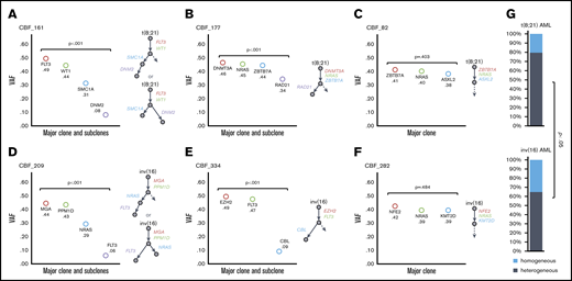 Clonal heterogeneity in CBF AML. Variant allele frequency (VAF) of driver mutations identified in 6 illustrative patients. t(8;21) AML patients (A-C); inv(16) AML patients (D-F). Colored circles indicate the observed allele frequency. Patients in panels A, B, D, and E show statistical evidence for clonal heterogeneity. The definite phylogenetic tree was reconstructed in panels B and E with 1 major clone and 1 subclone, whereas in panels A and D, the clonal architecture could not unambiguously be resolved. (C,F) VAF of driver mutations was similar suggesting the existence of only one major clone. (G) The proportion of patients in each cohort with evidence of several clones (heterogeneous, gray color) or only a single clone (homogeneous, blue color) is indicated.