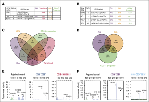 The existence of B and myeloid common progenitors in clonally related CLL and AML. Somatic mutations and VAFs detected in different FACS-sorted cell fractions from the first (A) and second (B) concurrent CLL/AML case. These mutations were confirmed by WES. (C-D) Somatic mutations in the different sorted subpopulations detected by WES. Venn diagrams showing the numbers and percentages of somatic mutations in the first (C) and second (D) cases, respectively. The mutated genes are listed in supplemental Table 1. (E-F) BIOMED-2 genomic PCR for detection of IgH gene rearrangements in different FACS-sorted subpopulations. The range of product sizes in normal polyclonal background are labeled. The detection of positive peaks was expected between the regions of 310 to 360 bp and 250 to 295 bp. Note that the same IgH gene rearrangements were detected in transitional (CD19+CD33+) and AML (CD19−CD33+CD34−) leukemia cells in the first case (E) and in CLL (CD19+CD34−) and AML (CD19−CD34+CD38+) cells in the second case (F). No amplification was detected in other fractions shown in panels A and B because of the limited amount or the quality of genomic DNA.