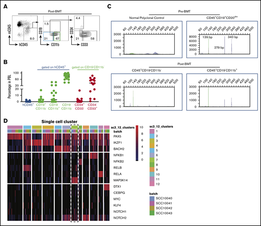 CLL cells convert to myeloid lineage in vivo. (A) Representative FACS plots of donor cells on day 4.5 posttransplantation (n = 15). (B) Percentages of donor peripheral blood engraftment and different subpopulations (n = 15). Donor CLL cells are from 4 deidentified CLL patients. Each circle represents an individual mouse. (C) Representative BIOMED-2 genomic PCR for detection of IgH gene rearrangements in FACS-sorted pretransplanted CLL cells and posttransplanted subpopulations. The detection of positive peaks was expected between the regions of 250 to 295 bp and 310 to 360 bp. Note that the same IgH gene rearrangements were detected in the pretransplanted CLL cells (CD45+CD19+CD20dim) and posttransplanted donor-derived immature cells (CD45+CD19−CD11b−) and myeloid cells (CD45+CD19−CD11b+) cells (n = 2). (D) Twelve distinct clusters were detected in CLL samples by single-cell RNA sequencing. Note the coexpression of Notch1/2 and Map3k14/NIK with lower expression of BACH2 in cluster 7 (dashed rectangle). BMT, bone marrow transplantation; h, human; m, mouse; PBL, peripheral blood leukocytes.