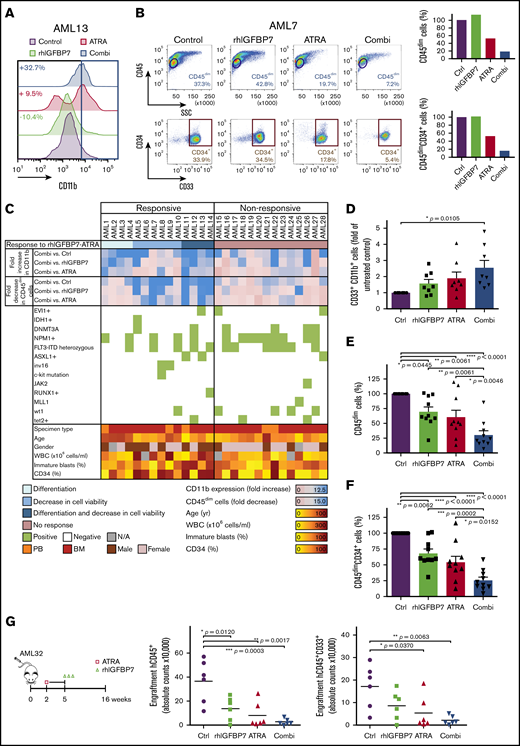 rhIGFBP7 activates ATRA-driven responses in primary non-APL AML cells. For all ex vivo experiments, cells were stimulated with PBS (Control/Ctrl), 100 µg/mL rhIGFBP7, 0.5 µM ATRA, or the combination (Combi) for 7 days. Percentages of CD33+CD11b+, viable CD45dim and CD45dimCD34+ cells were measured using flow cytometry, quantified relative to flow count beads, normalized against untreated control cells, and plotted as mean ± SEM. Patient sample characteristics are summarized in supplemental Table 1. (A) CD11b membrane expression on CD33+ blasts relative to the untreated control sample in AML13. (B) Percentage of viable CD45dim cells (blue; upper panels) and CD45dimCD34+ cells (red; lower panels) in AML7. (C) Heat map of clinical and genetic features of 28 primary AML samples. Responsive AML cases were defined as >5% increase in CD11b-expressing myeloid CD33+ blasts and/or >5% reduction in CD45dim blast survival upon ATRA-rhIGFBP7 combination treatment compared with the single treatments. The fold increase in CD11b and fold decrease in CD45dim cells represent the ratio of CD11b-expressing CD33+ blasts and the ratio of reduction in CD45dim blast survival following combination treatment relative to untreated control or single therapies. Percentages are shown in supplemental Table 2. (D) Induction of differentiation in 8 primary AML samples responsive to rhIGFBP7-ATRA. Percentage of viable CD45dim cells (E) and CD45dimCD34+ cells (F) in 10 primary AML samples responding to rhIGFBP7-ATRA. (G) Schematic overview of the experiment (left panel). After injection of T-cell–depleted primary AML cells, NSG mice were treated with ATRA (10 mg, 21-day-release pellet) in week 2 and/or rhIGFBP7 (12 mg/kg) in week 5 (days 1-3). At week 16, the bone marrow cells of the mice were analyzed for the presence of hCD45+ cells (middle panel) and myeloid hCD45+CD33+ cells (right panel) using flow cytometry. *P < .05, **P < .01, ***P < .001, ****P < .0001, 1-way ANOVA with post hoc Tukey’s multiple-comparison test. BM, bone marrow; N/A, not available; PB, peripheral blood.