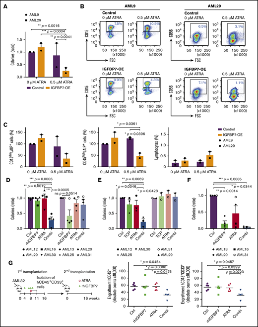 Enhanced IGFBP7 expression or treatment with rhIGFBP7 induces sensitivity to ATRA in primary AML stem and progenitor cells. For all ex vivo experiments, cells were incubated with PBS (Control/Ctrl), 100 µg/mL rhIGFBP7, 0.5 µM ATRA, or the combination (Combi). For CFU progenitor and long-term liquid culture (stem cell) assays, samples (in duplicate) were incubated for 7 days or 4 weeks, respectively, and normalized against untreated controls. Data are plotted as mean ± SEM, unless stated otherwise. Patient sample characteristics are summarized in supplemental Table 1. (A-C) Primary AML samples were lentivirally transduced with control or IGFBP7-OE vectors. (A) CFU progenitor assays of primary AML samples, plotted as mean ± SD. (B) CFU plates, containing all colonies, were harvested, and flow cytometric analysis of AML cells derived from the colonies was performed, showing leukemic CD45dim blasts in the transduced cell population for AML9 (LAIP = CD15; left panels) and AML29 (LAIP = CD56; right panels). (C) Percentage of CD45dimLAIP+ blasts (left panel) and CD45highLAIP+ blasts (middle panel) derived from the colonies, quantified, and normalized against untreated controls. Percentage of lymphocytes (right panel), measured using flow cytometry and plotted as mean ± SD. (D-E) CFU progenitor assays of primary AML samples, with AML cases not responding to combination therapies shown in the right lighter bars. Samples were incubated with rhIGFBP7 and ATRA (D) or with TCP (10 µM) and ATRA (E). (F) CFU stem cell assay (long-term liquid culture) of primary AML samples incubated with rhIGFBP7 and ATRA. (G) Schematic overview of the experiment (left panel). After injection of T-cell–depleted primary AML cells, NSG mice were treated with rhIGFBP7 (10 mg/kg) in week 4 (day 1) and week 8 (day 1-3) and/or ATRA (10 mg, 21-day-release pellet) in week 8 (day 3). Subsequently, equal numbers of human myeloid hCD45+CD33+ cells derived from the first transplant were injected into secondary recipients. At week 16, bone marrow cells from the mice were analyzed for the presence of hCD45+ cells (middle panel) and myeloid hCD45+CD33+ cells (right panel). *P < .05, **P < .01, ***P < .001, 1- or 2-way ANOVA with post hoc Tukey’s multiple-comparison test, unless stated otherwise.