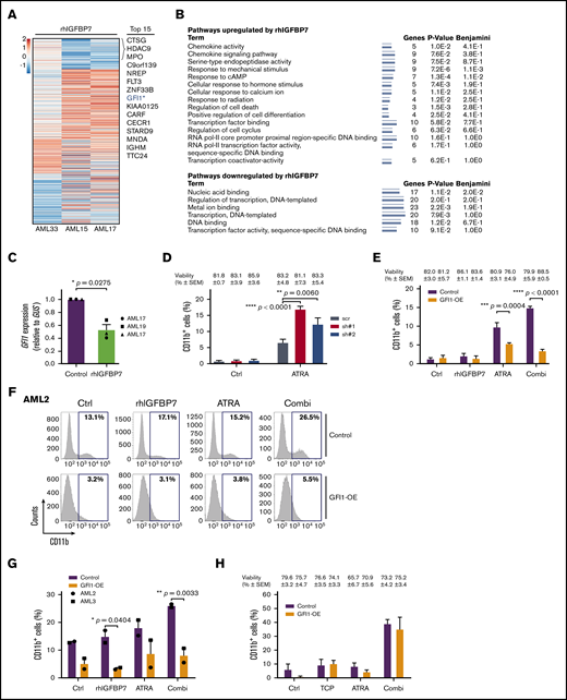rhIGFBP7 induces susceptibility to ATRA by reducing GFI1 expression. AML cells were stimulated with 100 µg/mL rhIGFBP7, 0.5 µM ATRA, 1.0 µM TCP, or the combination (Combi) for 4 days (HL60 cells) or 7 days (primary AML cells). Induction of differentiation (membrane CD11b expression) and cell viability were measured using flow cytometry and quantified relative to flow count beads. Data are representative of ≥3 independent experiments, plotted as mean ± SEM. Patient sample characteristics are summarized in supplemental Table 1. (A) Heat map of the top 111 differentially expressed genes in CD45dim cells from 3 primary AML samples after treatment with rhIGFBP7 for 48 hours. Genes were selected based on their log2-fold change (FC) in rhIGFBP7-stimulated samples compared with untreated controls (cutoff value = log2FC < −0.5 and > +0.5; P < .01). The top 15 downregulated genes are listed. *Position of GFI1. (B) Pathway analysis of the top upregulated and downregulated genes in response to rhIGFBP7 treatment for 48 hours. The minimum number of overrepresented genes was set to 3, and the Kyoto Encyclopedia of Genes and Genomes pathway and Gene Ontology process were used to perform functional pathway analysis using DAVID (v6.8). (C) GFI1 expression (in triplicate) in primary AML samples after treatment with rhIGFBP7, measured relative to GUS expression using qRT-PCR, and normalized against control sample. P values were determined using a paired Student t test. (D) HL60 cells were lentivirally transduced with GFI1-shRNAs (sh#1 and sh#2) or scrambled (scr) shRNA. The percentage of (Venus+)CD11b+ HL60 cells was measured after 4 days of ATRA treatment, and the percentage of viable cells (blue) for each condition is listed above the graph. P values were determined using 2-way ANOVA with a post hoc Tukey’s multiple-comparison test. (E-H) AML cells were lentivirally transduced with control-YFP (Control) or GFI1-YFP (GFI1-OE)–expressing vectors. (E) Percentage of CD11b+ cells after treatment of HL60 cells. The percentage of viable cells (blue) for each condition is listed above the graph. Example of flow cytometric analysis of AML2 (F) and percentage of membrane CD11b in the transduced (YFP+)CD45dim cell population of 2 primary AML samples, measured 14 days posttransduction (G). (H) Percentage of CD11b+ cells after treatment of HL60 cells with TCP, ATRA, or the combination (Combi). The percentage of viable cells (blue) for each condition is listed above the graph. *P < .05, **P < .01, ***P < .001, ****P < .0001, 2-way ANOVA with post hoc Bonferroni multiple-comparison test, unless stated otherwise.