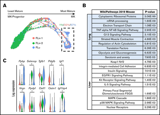 Fetal lung MKs display transcriptional priming for platelet and cytokine production. (A) SPRING plot of fetal MK clusters. Directionality of maturation progresses from left to right and was determined based on key markers, as described in supplemental Figure 4. Percentages indicate which fraction of the outlined cells is represented by each respective cluster. (B) Gene set enrichment analysis of the corresponding clusters that are outlined in a dashed box in panel A. (C) Violin plots comparing the expression of various cytokines and growth factors across all fetal MK clusters. *P < .0001.