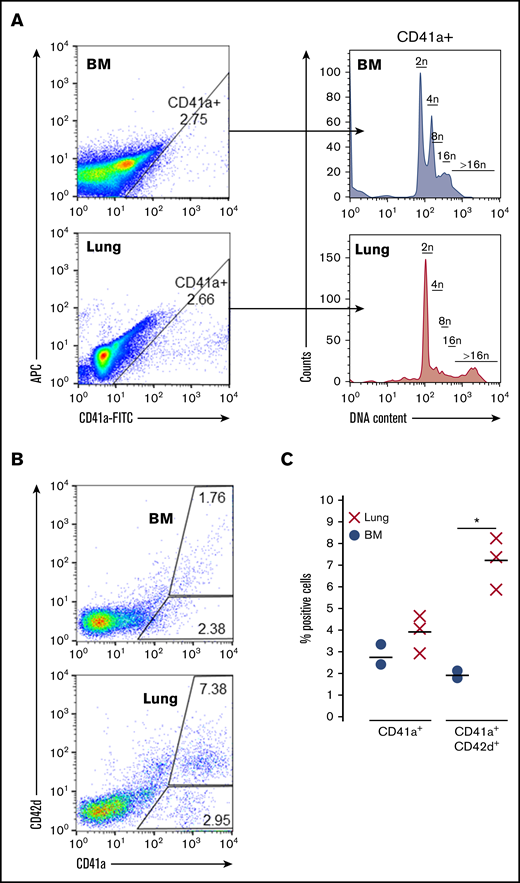 Adult lung MKs exhibit higher ploidy and express markers of maturation. (A) Ploidy analysis of CD41a+ MKs demonstrated a greater proportion of high ploidy MKs from the lung. (B-C) Flow cytometric assessment showed that a greater proportion of lung MKs was positive for the key maturation marker CD42d, which was significant across 3 biological replicates. BSA enrichment was used for these experiments. Ploidy analysis without BSA enrichment was also performed and showed similar results (supplemental Figure 5). "X" and "●" represent individual data points, whereas the horizontal bars are averages. *P < .05.