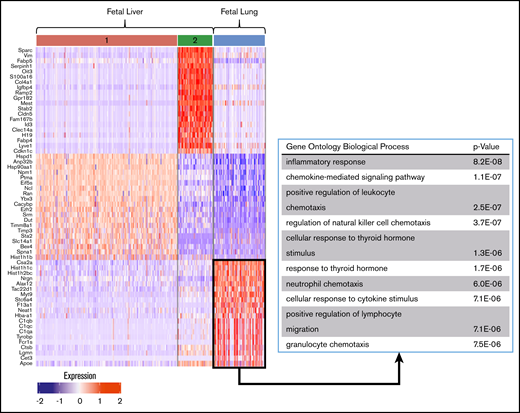 Differential gene-expression and pathway analysis demonstrate the immune phenotype of fetal lung MKs. Heat map and gene set enrichment analysis illustrating robust upregulation of immune/inflammatory genes in fetal lung MKs. The top 20 differentially expressed genes associated with each cluster are listed to the left of the heat map. The gene ontology pathways associated with the remaining clusters are shown in supplemental Figure 6.