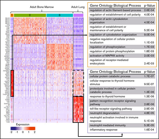 Differential gene expression and pathway analysis demonstrate the immune phenotype of adult lung MKs. Heat map and gene set enrichment analysis illustrating robust upregulation of immune/inflammatory genes in adult lung MKs. Adult BM cluster 1 showed enrichment for processes important in proplatelet production, and this gene set was notably also upregulated in the adult lung population (dashed black box). The top 20 differentially expressed genes associated with each cluster are listed to the left of the heat map. The gene ontology pathways associated with the remaining clusters are shown in supplemental Figure 7.