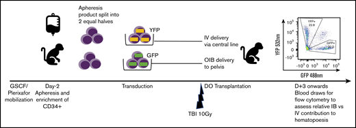 Schema for competitive engraftment RM transplantation experiments. A mobilized, autologous peripheral blood CD34+ cell apheresis product was split into 2 equal halves. Each half was transduced using a different marker (GFP or YFP). After 10 Gy of myeloablative total-body irradiation (TBI), gene-marked grafts were then delivered at the same time, either using the OIB technique or IV via a central line. Engrafted progeny were identified from the 2 different transplant methods to compare their relative contribution to hematopoiesis by using peripheral blood samples gated on granulocytes and analyzed for GFP and YPF by flow cytometry.