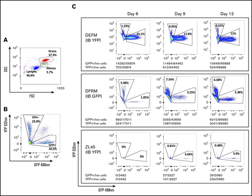 Flow cytometry to identify progeny of GFP- or YFP-transduced CD34+cells transplanted via either IB or IV routes, respectively. Fluorescence-activated cell sorting plots showing: gating by forward (FSS) and side scatter (SSC) to identify cell types (A), separation of GFP+ and YFP+ granulocytes from a control RM previously transplanted IV with CD34+ cells transduced with equal numbers of both vectors (B), and proportions of circulating granulocytes deriving from each graft (IV and OIB) in 3 RMs at 6, 9, and 12 days posttransplantation (C).
