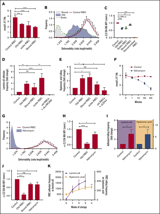 Erythrocyte dehydration is associated with adhesion molecule activation. (A) Intracellular K+ content in aged, sickle cell, and stored erythrocytes was measured using ion-specific electrodes (n = 4-8; 1-way ANOVA). (B) Erythrocyte deformability was determined using the automated rheologic cell analyzer (ARCA). A shear stress of 30 dyne/cm2 was applied to determine deformability (ratio of length (A) to width (B) of the cell (n = 3; 1-way ANOVA). (C) Biotinylated Maackia amurensis (MA) lectin was used to quantify α2,3-linked sialic acid (α2,3-SIA) on aged, stored (in SAGM medium), and sickle erythrocytes; data were normalized (Norm.) to untreated controls (n = 3; 1-way ANOVA). (D) A total of 107 control, aged, stored, and sickle erythrocytes were flowed over laminin-α5 at 0.2 dynes/cm2 and adhesion frequency was assessed by microscopy (n = 3-7; 1-way ANOVA). (E) The same flow experiment was performed on HA. Here, rolling frequency was quantified instead of adhesion (n = 3-7; 1-way ANOVA). (F) Intracellular K+ content in control and valinomycin-treated cells was measured using ion-specific electrodes over 60 minutes. (G) ARCA was performed to assess deformability of erythrocytes treated for 30 minutes with valinomycin (n = 3). (H) Biotinylated M amurensis lectin was used to quantify α2,3-linked sialic acid on erythrocytes exposed for 30 minutes to valinomycin; data were normalized to untreated controls (n = 3-4, 1-way ANOVA). (I) A total of 107 control and valinomycin-treated erythrocytes were flowed over laminin-α5 and HA at 0.2 dynes/cm2 and adhesion frequency was assessed by microscopy. Erythrocytes were treated with valinomycin for 30 minutes because this results in levels of intracellular potassium similar to those in aged, sickle, and stored erythrocytes (panel A) (n = 4-9; Student t test). (J) Flow cytometric quantification of α2,3-linked sialic acid on old, stored, and valinomycin-treated erythrocytes (n = 3-4; 1-way ANOVA). (K) Erythrocytes were stored for up to 4 weeks at 4°C during which adhesion frequency to laminin-α5 and rolling frequency on HA was assessed. Significance compared with T = 0 is indicated (1-way ANOVA). Error bars indicate standard deviation unless otherwise noted. *P < .05; **P < .01; ***P < .001; ****P < .0001. Hb, hemoglobin; MFI, mean fluorescence intensity; ns, not significant; RBC, red blood cell.