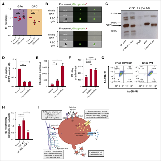 Shedding of GPC+vesicles lift the restriction on Lu/BCAM and CD44 activity. (A) Expression of anti-GPA/GPC on control, propranolol, and valinomycin-treated erythrocytes. MFI was normalized to control cells and expressed as fold change. (B) Imagestream analysis was performed to identify erythrocyte and vesicle populations (see Figure 3B) in response to propranolol treatment. The distribution of GPA and GPC on erythrocytes and their vesicles was determined (lower panel). (C) CD44 immunoprecipitation (IP) was performed on control and neuraminidase-treated erythrocytes and blotted for GPC using BRIC10 monoclonal antibody. Band height difference between control and neuraminidase-treated erythrocytes indicate successful desialylation of GPC. Immunoglobulin G (IgG) control and lysates were taken along as controls. (D) We quantified expression of a sialylated epitope of GPC using BRIC10 on control erythrocytes and on erythrocytes lacking exon 3 of GPC known as the Gerbich (Ge+2–3) phenotype. Neuraminidase-treated erythrocytes were taken along as control (n = 3-7; 1-way ANOVA). (E-F) A total of 107 control, Ge–2–3 and neuraminidase-treated erythrocytes were flowed over laminin-α5 and HA at 0.2 dynes/cm2, and adhesion/rolling frequency was assessed by microscopy (n = 3-5; 1-way ANOVA). (G) Flow cytometry staining of CD44-FITC and GPC-allophycocyanin (APC) on wild-type (WT) K562 and GPC knockout (KO) K562 cells. IgG controls were used for gating. (H) Adhesion of WT and GPC KO K562 cells to HA. (I) Schematic representation (created with Biorender.com) of senescence of RBCs as a consequence of Gardos activation. First, calcium enters the cell, either through a stimulus such as propranolol or as a consequence of transient leakage of calcium such as that observed during erythrocyte ageing. The increased intracellular calcium levels activate the calcium-dependent potassium efflux channel known as the Gardos channel, causing RBC dehydration. In response to dehydration, erythrocytes shed vesicles that contain GPC, causing loss of membrane sialic acid which directly results in Lu/BCAM and CD44 activation.2,3 *P < .05; **P < .01; ***P < .001; ****P < .0001. FITC, fluorescein isothiocyanate.