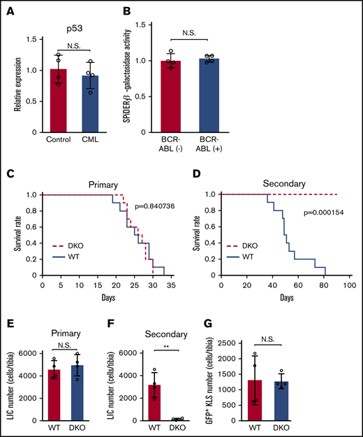 BCR-ABL–induced senescence contributes to the maintenance of CML LICs. (A) p53 gene expression in BM. Total RNA was extracted from the BMs obtained from DKO-derived LIC recipients 3 weeks after the transplantation or from age-matched untreated mice and subjected to qRT-PCR (n = 4). The expression level was calculated relative to Gapdh gene and normalized to the averaged value of control. (B) Quantitative assessment of SPiDER-β-galactosidase activity in CML BM. Total BM cells were obtained from the recipients of DKO mouse-derived LICs 3 weeks after the BM transplantation. BCR-ABL+ or BCR-ABL− cells were purified from the total BM cells. SPiDER-β-galactosidase activity was determined in each purified cell fraction, and normalized to the averaged value of BCR-ABL− cells (n = 4). (C) Survival of recipients transplanted with BCR-ABL–transduced WT or DKO LICs. WT mice received 500 LICs from WT or DKO mice, and their survival rates were then evaluated (n = 10). (D) Survival of secondary transplantation recipients. WT mice received 5 × 104 lineage−c-kit+ cells (percentages of LICs in WT and DKO donor cells were 11.9% ± 3.8% and 13.7% ± 3.6%, respectively) obtained from the recipients of the primary transplantation 17 days after the transplantation, and their survival rates were then evaluated (n = 10). LIC numbers in the BM of recipients of the primary (E) and secondary (F) transplantation. LIC numbers in the BM of recipients were determined 20 and 30 days after the primary and secondary transplantation, respectively (n = 4). (G) GFP+KLS+ cell numbers in the BM of recipients 20 days after secondary BM transplantation of control GFP-transduced KL+ cells. (n = 4). Data are presented as the mean ± SD. Statistical significance was evaluated using the 2-sided Student t test (A-B,E-G). Comparison of survival data were performed using log-rank test (C-D). **P < .01.