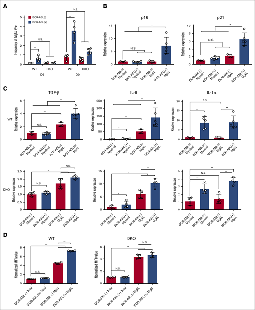 Expansion of BCR-ABL+senescent MgkL cells expressing TGF-β in colony formation assay. (A) The frequency of CD150+CD41+ MgkL cells of in vitro colony formation assay of BCR-ABL–transduced and nontransduced WT cells or DKO cells. The frequency was determined at the indicated time (n = 4 or 5). Senescence-associated (B) and SASP-related (C) gene expression. Either CD16/32+ myeloid-lineage or CD41+CD150+ MgkL cells were purified from in vitro colony formation assay of BCR-ABL–transduced and nontransduced WT cells or DKO cells on day 9. Total RNA was extracted from each cell population and subjected to qRT-PCR to determine the mRNA expression (n = 3 or 5). The expression level was calculated relative to the Gapdh gene and normalized to the averaged value of BCR-ABL− myeloid-lineage cells. (D) Intracellular TGF-β1 expression. Cells were recovered from in vitro colony formation assay of BCR-ABL–transduced WT- (left) or DKO-derived KLS+ cells (right) on day 9 and subjected to intracellular TGF-β1 staining. Intracellular TGF-β1 expression was determined in each cell population using flow cytometry. MFIs were determined for each cell population (n = 4) and normalized to the averaged value of BCR-ABL− total cells. Data are presented as the mean ± SD. Statistical significance was evaluated using the 1-way ANOVA with Tukey’s multiple-comparisons test. *P < .05; **P < .01.