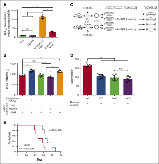 Maintenance of leukemogenic capacity of CML cells by MgkL cell-derived TGF-β1. (A-B) Total, CD41+CD150+ MgkL, or CD16/CD32+ myeloid-lineage cells were purified from BCR-ABL+KLS+-derived colonies on day 9 and incubated for 24 hours to obtain culture supernatants. The supernatants were subjected to enzyme-linked immunoassay for TGF-β1 (A) or added to the culture of total BCR-ABL+ (B) cells to determine the MFIs of intracellular phosphorylated Smad2/3 levels 2 hours later (n = 4). (C) Schematic representation of the experimental procedure of serial colony plating. WT- or DKO-derived BCR-ABL–transduced KLS+ cells were cultured under colony-forming conditions in the presence or absence of a neutralizing anti-TGF-β antibody for 7 days. Ten thousand cells obtained from each colony were subjected to the secondary colony formation assay. (D) Colony formation in the secondary plating. The colonies were counted on day 7 (n = 6). Data are presented as the mean ± SD. (E) Survival of secondary transplantation recipients. WT mice were treated with daily administration of galunisertib or DMSO on days 10 through 16 after the initiation of the primary transplantation. Then, bone marrow cells were obtained from the recipients 17 days after the transplantation. For secondary transplantation, the resultant 5 × 104 lineage−c-kit+ cells were transplanted to other mice, whose survival rates were evaluated (n = 6). Statistical significance was evaluated using the 1-way ANOVA with Tukey’s multiple-comparisons test. Survival rates were compared using the log-rank test. **P < .01.