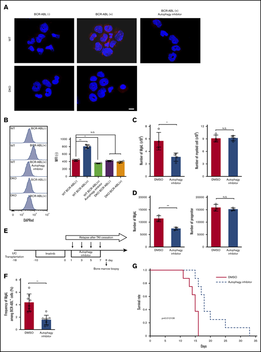 MgkL cell survival is maintained by senescence-associated autophagy. (A) DAPRed staining to detect autophagosomes. Cells were purified from the colony formation assay of BCR-ABL–transduced WT- or DKO-derived KLS+ cells on day 5. In some experiments, 5 μM SBI-0206965 was added to the culture. The cells were then subjected to DAPRed staining as described in Materials and methods. Representative results from three independent experiments are shown (original magnification, ×200; scale bar, 50 μm). (B) Flow cytometric analysis of DAPRed staining. Representative results from 4 independent experiments (left). MFIs were determined (right) (n = 4). (C) Number of MgkL and myeloid-lineage cells in the in vitro colony formation assay on day 9. Colonies were formed from 150 BCR-ABL–transduced WT KLS+ cells in the presence or absence of 5 µM SBI-0206965 (n = 4). (D) Number of viable MgkL and c-kit+ progenitor cells. Ten thousand MgkL and progenitor cells purified from the colony formation assay on day 9 were cultured in the presence or absence of 5 µM SBI-0206965 for 1 day (n = 3). (E) Schematic representation of the experimental procedure of the treatment of imatinib (150 mg/kg of body weight/d in a water, oral administration) and SBI-0206965 (20 mg/kg of body weight/d in filter-sterilized vehicle (5% Tween-80, 5% PEG400 in phosphate-buffered saline), intraperitoneal injection). (F) Proportion of CD41+CD150+ MgkL cells in BM. Total BM cells were obtained on day 8 (depicted in panel E) to determine the proportion of CD41+CD150+ MgkL cells among total BM cells (n = 8). Data are presented as the mean ± SD. Statistical significance was evaluated using the 1-way ANOVA with (B) Tukey’s multiple-comparisons test and the (C-D,F) 2-sided Student t test. N.S., not significant; *P < .05; **P < .01. (G) Survival rate of mice following combined treatment with imatinib and SBI-0206965. Survival rates were determined (n = 8). Comparison of survival rates was performed using the log-rank test.