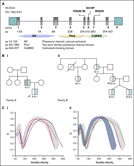 A new KCNN4 pathogenic variant and different Osmoscan curves in Gardos channelopathy and PIEZO1 hereditary xerocytosis. (A) Schematic representation of the KCNN4 gene and functional domains of the protein with the position of the variants associated with Gardos channelopathy. Family trees of family A (Bi) and family B (Bii); arrows indicate the index cases, light blue represents KCNN4 p.S314P mutation, and gray indicates HBB c.188 C>T, p.Q39X, and α −3.7del variants corresponding to thalassemic trait. (Ci) Osmoscan curve of patients AIII.1 (red solid line), AII.1 (red dashed line), BI.1 (purple solid line), and BII.2 (purple dashed line), compared with healthy control subjects (gray area). (Cii) Osmoscan curves of patient AIII.1 carrying the p.S314P variant (red line) and a patient with KCNN4 p.R352H mutation (green line) compared with healthy control subjects (gray area) and 10 patients carrying missense mutations in the PIEZO1 gene (light blue area).