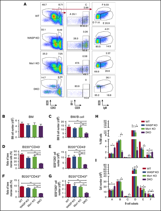 WASP and Mst1 deficiency has a severe effect on the development of bone marrow (BM) B cells. BM cells were labeled with antibodies specific for surface markers of pre-pro- (A), pro- (B), early pre- (C), late pre- (D), immature (E), and recirculating mature B cells (F) and analyzed by using flow cytometry. Shown are representative dot plots (A), the average numbers of BM (B), BM B cells (C), percentages and numbers of B220+CD43– cells (D-E), and B220+CD43+cells (F-G). (H-I) The average percentages (± standard error of the mean) and numbers of different subsets extracted from BM (n = 8). One-way analysis of variance with the Tukey test was used to perform multiple group comparisons; *P < .01, **P < .001.