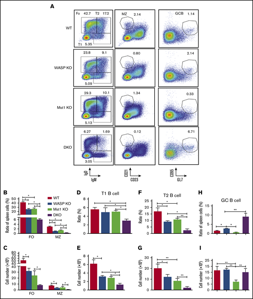 WASP and Mst1 deficiency has an impact on the differentiation of FO and GC B cells. Splenic B cells were stained with antibodies specific for surface markers of FO, MZ, T1, T2, and GC B cells. Samples (n = 9) were then analyzed by using flow cytometry. Shown are representative dot plots (A), the average percentages (± standard error of the mean), and numbers of cells of FO and MZ B cells (B-C), T1 B cells (D-E), T2 B cells (F-G), and GC B cells (H-I) extracted from spleen of 3 independent experiments. One-way analysis of variance with the Tukey test was used to perform multiple group comparisons; *P < .01, **P < .001.