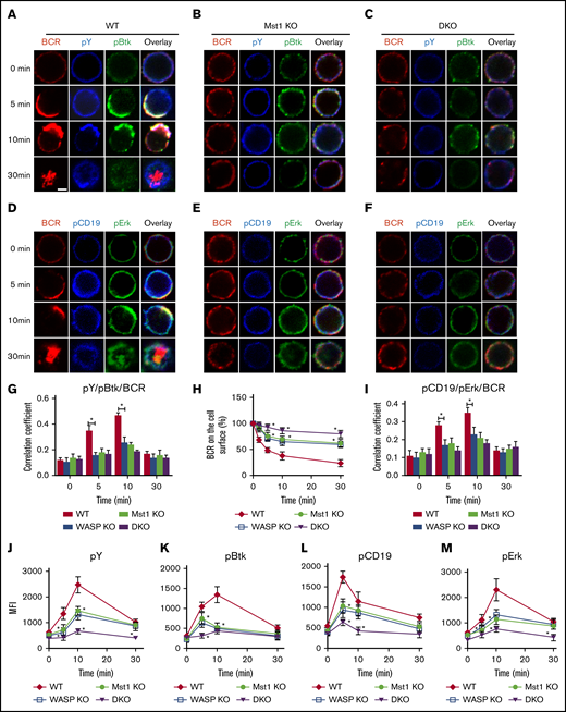 The levels of tyrosine and Btk phosphorylation in BCR clusters in response to sAg is reduced in Mst1 DKO B cells. Splenic B cells were incubated with AF546-mB-Fab′-anti-Ig without (−) or with streptavidin (sAg) at 4°C, washed, and warmed to 37°C for varying lengths of time (n = 4). (A-F) After fixation and permeabilization, the cells were stained for pY, pBtk, pCD19, and pErk and analyzed by using confocal microscopy. (G-I) The Pearson’s correlation coefficients between BCR and pY/pBtk and pCD19/pErk staining in sAg-stimulated cells were determined by using NIS-Elements AR 3.2 software. (J-M) Flow cytometry analysis of the MFI of pY, pBtk, pCD19, and pErk after stimulation with sAgs from 3 independent experiments. Shown are representative images at indicated times and the average values (± standard deviation) of ∼50 cells from 3 independent experiments. Scale bars, 2.5 μm. One-way analysis of variance with the Tukey test was used to perform multiple group comparisons; *P < .01.