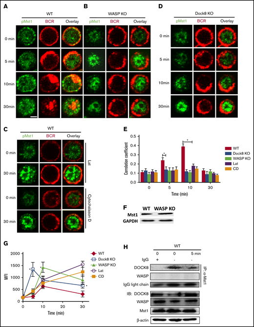 The levels of pMst1 were increased in WASP KO B cells after sAg stimulation. WT, WASP KO, Dock8 KO, and WT B cells treated with latrunculin B (Lat)or cytochalasin D (CD) were incubated with AF546-mB-Fab′-anti-Ig without (−) or with streptavidin (sAg) at 4°C, washed, and warmed to 37°C for varying lengths of time (n = 4). (A-D) After fixation and permeabilization, the cells were stained for pMst1 and analyzed by using confocal microscopy. (E) The Pearson’s correlation coefficients between BCR and pMst1 staining in sAg-stimulated cells were determined by using NIS-Elements AR 3.2 software. (F) Western blot analysis of the Mst1 in WT and WASP KO B cells. (G) Flow cytometry analysis of pMst1 in WT, WASP KO, Dock8 KO, and WT B cells treated with latrunculin B or cytochalasin D stimulated with sAg. (H) Coimmunoprecipitation was performed with B cells from C57BL/6 WT mice. The splenic B cells were stimulated with sAg, and the cell lysates of these cells were incubated with control immunoglobulin G (IgG; lane 1, serving as negative control) or anti-Mst1 (lanes 2 and 3); the immunoprecipitated (IP) protein complex and the cell lysates were then examined by using western blot. Shown are the results from 3 independent experiments and representative images at indicated times and the average values (± standard deviation) of ∼50 cells from 3 independent experiments. Scale bars, 2.5 μm. One-way analysis of variance with the Tukey test was used to perform multiple group comparisons; *P < .01.