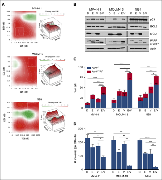 Combination of eltanexor and venetoclax induces apoptosis and leads to loss of clonogenicity. (A) MV-4-11, MOLM-13, and NB4 cells were treated with twofold dilutions of eltanexor, venetoclax, or their combination for 72 hours. Contour plots of synergy scores were generated from a dose matrix of eltanexor and venetoclax using the ZIP model. The synergy scores were represented by pseudocoloring 2-dimensional (left) or 3-dimensional (right) contour plots over the dose matrix, giving rise to the overall synergy landscape. Red indicates synergy and green indicates antagonism for the various concentrations of combined eltanexor and venetoclax. Note different scale bars for ZIP synergy scores for the cell lines. Plots are representative of 3 independent experiments. (B) p53, BCL2, MCL1, and PARP and cleaved PARP (PARP/cPARP) protein expression was measured by immunoblot in MV-4-11, MOLM-13, and NB4 cells after 24-hour treatment with DMSO (D), eltanexor (E), venetoclax (V), or eltanexor-venetoclax combined (E/V). Actin was used as a loading control. Vertical lines indicate different exposures because of varying levels of endogenous protein levels between the cell lines. (C) Apoptosis was measured by annexin V (AnnV)/PI staining using flow cytometry after 24 hours of treatment. The percentages of early apoptotic (AnnV+; blue bar) and late apoptotic/dead (AnnV+/PI+; red bar) cells were measured. Statistical differences were calculated on the basis of the total number of AnnV+ cells for each treatment group. (D) Colony assays in MV-4-11, MOLM-13, and NB4 cells after 24 hours of drug treatment. The plot shows number of colonies per 500 cells plated. The data in panels C-D are presented as mean ± standard deviation (SD) from 3 independent experiments. *P < .05; **P < .01; ***P < .001; ****P < .0001.