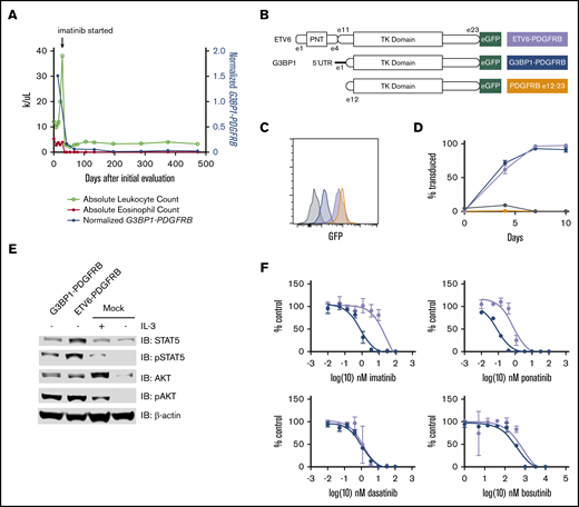 The novel oncogenic G3BP1-PDGFRB fusion protein responds to targeted inhibition. (A) Treatment course of the index patient. The G3BP1-PDGFRB fusion transcript was detectable in all heme fusion targeted RNA-sequencing assays, albeit at lower levels, after initiation of imatinib. To normalize for sequencing depth across different assays, the G3BP1-PDGFRB transcript count was normalized to a highly expressed transcript, PICALM. (B) Schematic representation of the constructs used to overexpress fusion transcripts ETV6-PDGFRB, G3BP1-PDGFRB, and truncated PDGFRB (exons 12-23) in Ba/F3 cell lines. (C) GFP expression measured by flow cytometric analysis confirms overexpression of transduced PDGFRB constructs. Dark gray = untransduced. (D) Outgrowth of transduced cells over the indicated time frame, starting from 1% to 5% transduced cell populations. Black = empty vector. (E) Lysate of Ba/F3 cells with G3BP1-PDGFRB, ETV6-PDGFRB, or empty vector (mock) with or without IL-3. (F) Viability of Ba/F3 cells exposed to ranges of tyrosine kinase inhibitors assessed by CellTiter-Glo. Experiments were performed in triplicate. Error bars indicate standard deviation.