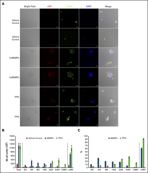 Coculture of huMkMPs and muHSPCs promotes murine megakaryopoiesis. Sixty thousand muHSPCs were cocultured for 5 days with huMkMPs only, with 50 ng/mL TPO, or without any supplements (vehicle control). Cells were harvested and fixed at day 5 and (A) stained for expression of VWF, TUBB1, and nucleus (DAPI), via confocal microscopy along with bright-field imaging. Some cells were analyzed by flow cytometry to count Mk cells (B) or to measure the percentage of Mk cells (C) in the various ploidy classes. The bar represents 10 μm; error bars represent the SEM (n = 4).